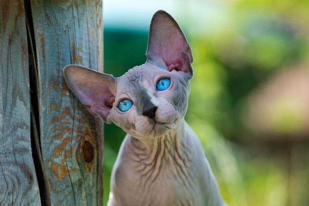 Portrait de triste chaton mâle de race Sphynx sans poils sur fond vert flou naturel jusqu'à