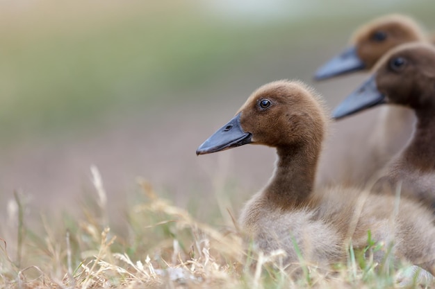 Portrait de trois beaux canetons bruns dans un arrière-plan flou doux