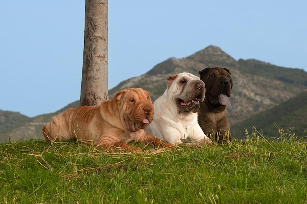 Portrait de trois chiens de race shar pei sur le terrain avec fond de ciel bleu