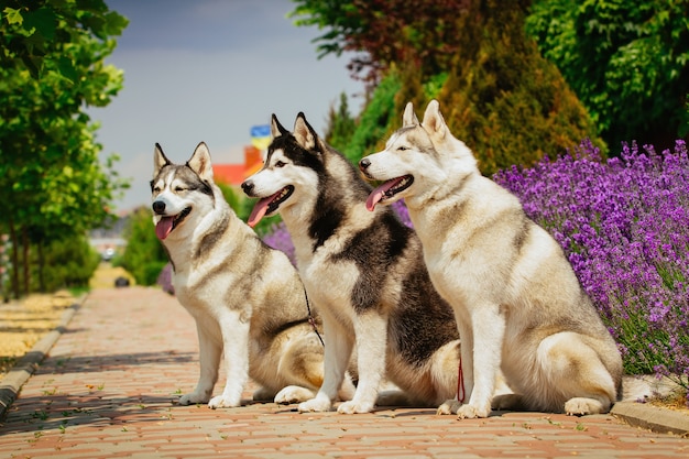 Portrait de trois Husky sibérien