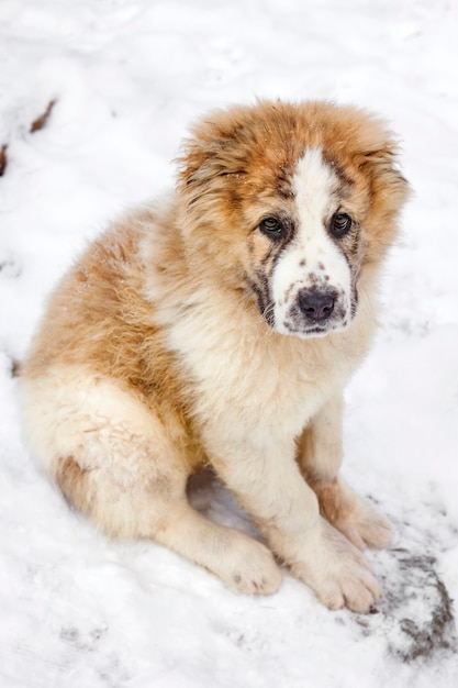 Portrait de trois mois chiot de berger d'Asie centrale (Alabai)