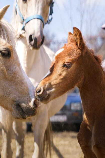 Portrait de trois poneys gallois