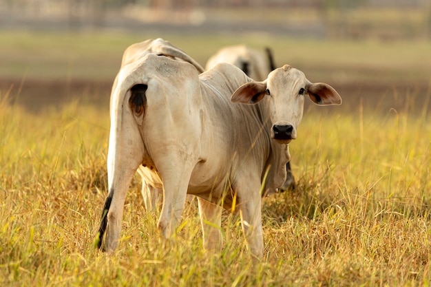 Portrait de vache au pâturage au coucher du soleil.