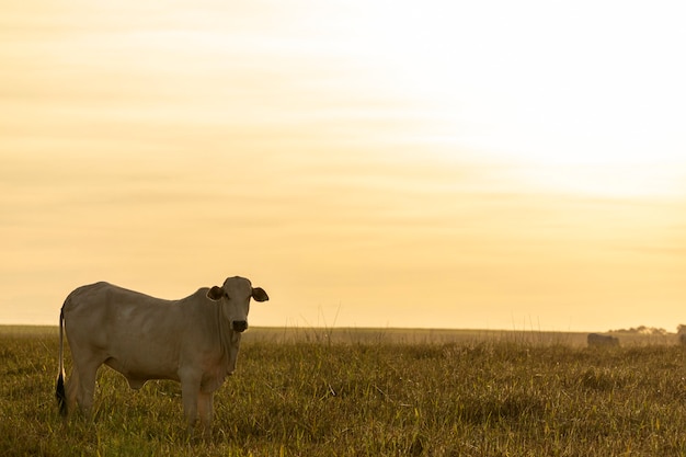 Portrait de vache au pâturage au coucher du soleil.