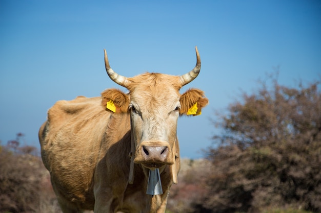 Portrait de vache au pâturage