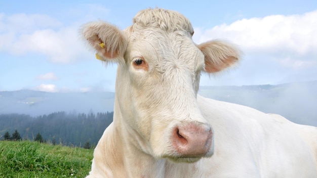 Portrait d'une vache blanche en été sur un pré.