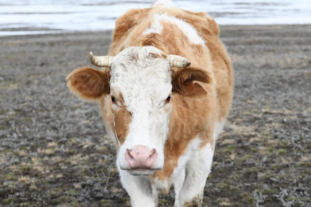 Portrait d'une vache brun-blanc qui paît sur une prairie enneigée d'hiver