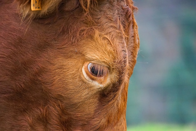 portrait de vache brune dans la montagne