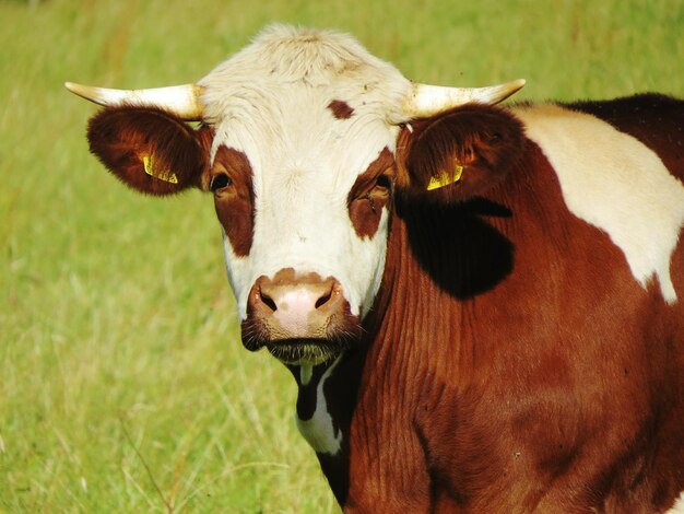 Portrait d'une vache sur le champ