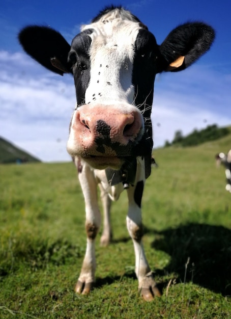 Photo portrait d'une vache sur le champ