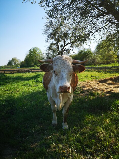 Photo portrait d'une vache sur le champ