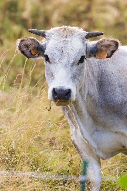 Photo portrait d'une vache sur le champ