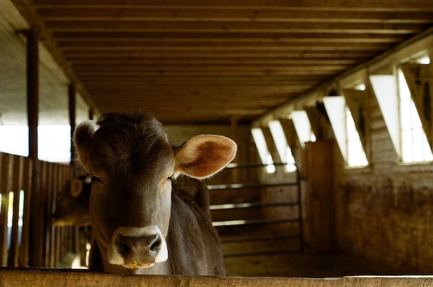 Photo portrait d'une vache dans l'écurie