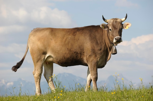 Portrait d'une vache debout sur un champ herbeux contre le ciel