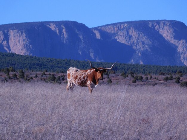 Photo portrait d'une vache debout sur un champ herbeux contre une montagne