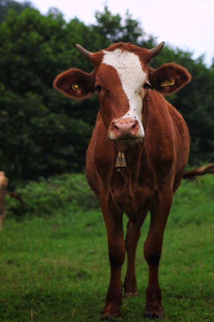 Photo portrait d'une vache debout sur le champ