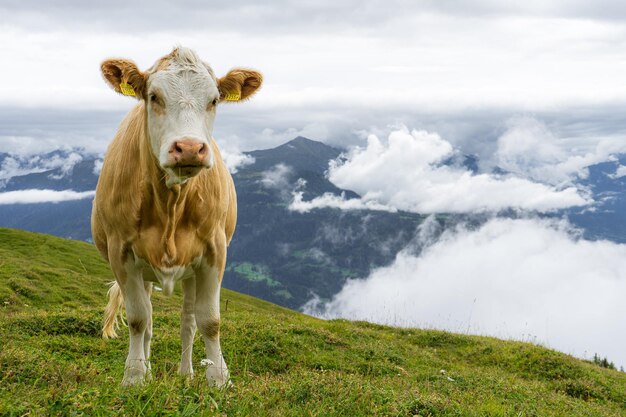 Photo portrait d'une vache debout sur le champ