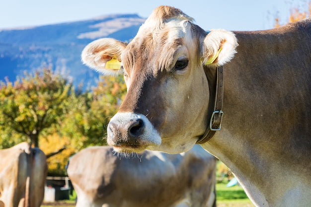 Portrait d'une vache paissant dans un jardin verdoyant entouré de montagnes dans les Alpes