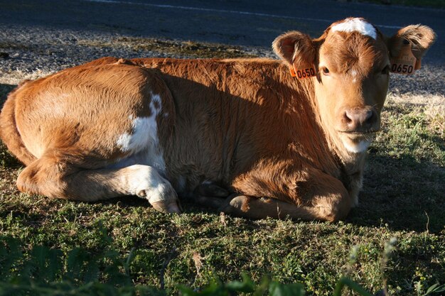 Portrait d'une vache qui se détend sur le champ