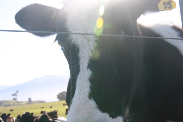 Photo portrait d'une vache