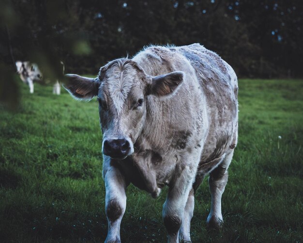 Photo portrait d'une vache