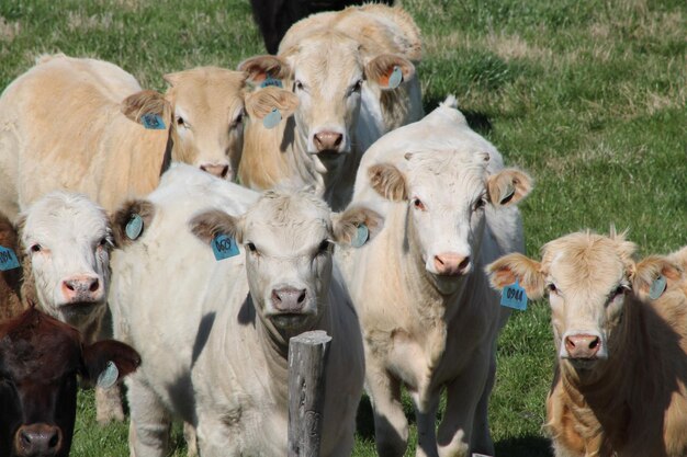 Portrait de vaches sur un champ herbeux