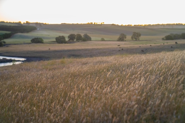 Portrait de vaches dans un champ de pâturage Ferme d'agriculture régénérative stockant du CO2 dans le sol avec séquestration du carbone Grand pâturage long dans un paddock dans une ferme en Australie en période de sécheresse