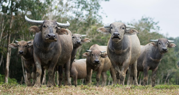Portrait de vaches debout sur le paysage