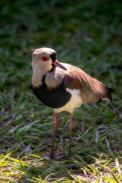 Portrait d'un Vanellus chilensis