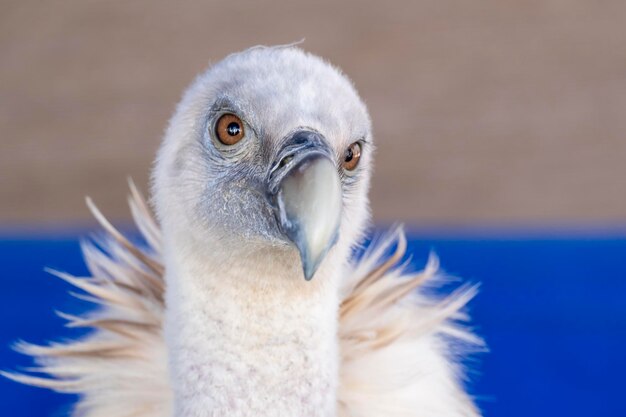 Portrait de vautour fauve alerte