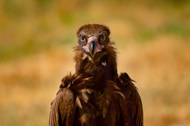 Photo portrait d'un vautour noir sauvage