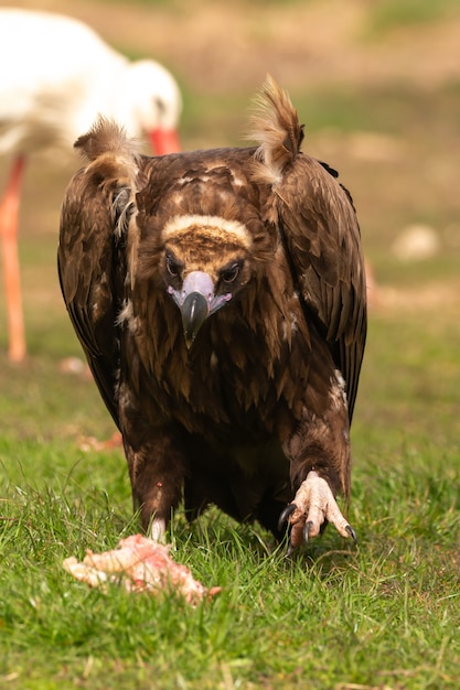 Portrait d'un vautour noir