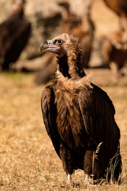 Portrait d&#39;un vautour noir