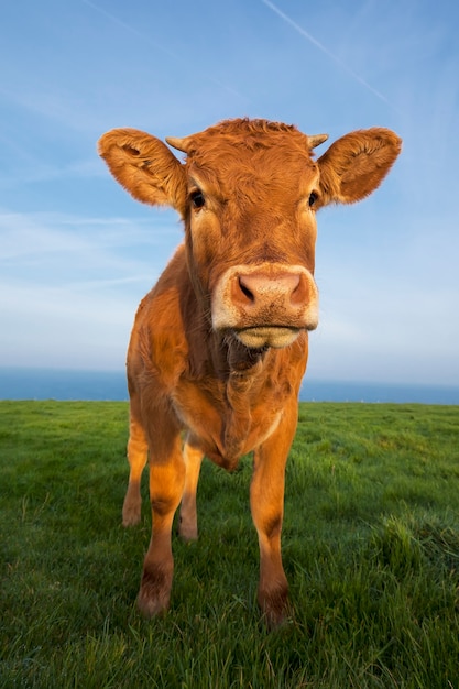 Portrait vertical de vache brune en Normandie, France.