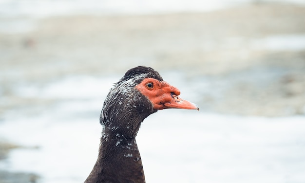 Portrait d'un vieux canard de Russie.