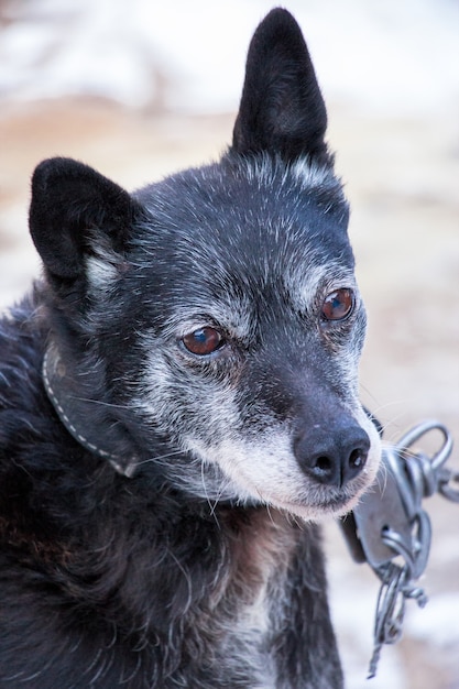 Portrait de vieux chien noir au collier