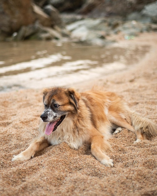 Portrait d'un vieux chien poilu sur le sable d'une plage.