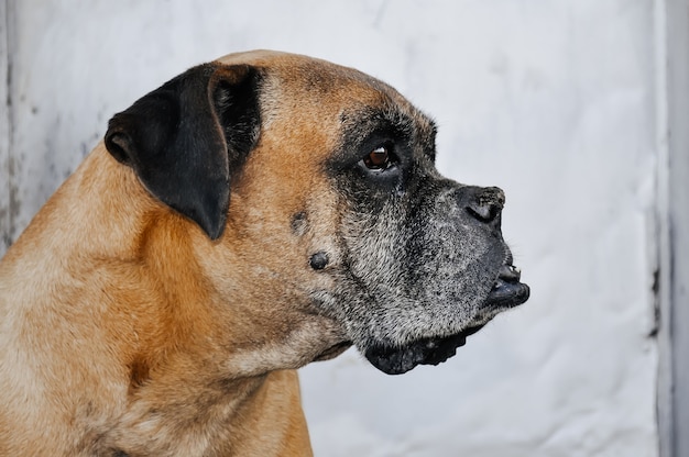 Portrait d'un visage de chien boxer