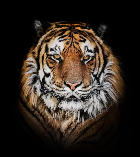 Portrait de visage de tigre sur fond noir