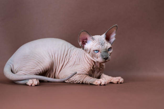 Portrait de vison bleu et chat sphinx de couleur blanche aux yeux bleus couché sur fond marron beaut...