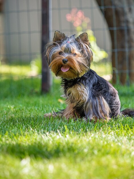 Portrait d'un Yorkshire terrier