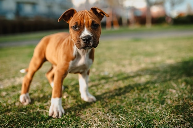 Photo portrait d'un younghire stafford terrier debout sur l'herbe