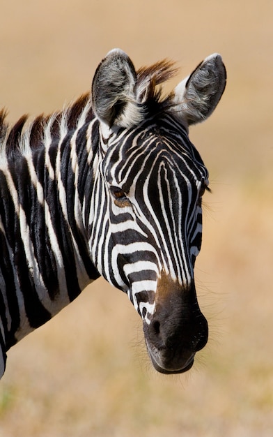 Portrait d'un zèbre. Fermer. Kenya. Tanzanie. Parc national. Serengeti. Maasai Mara.