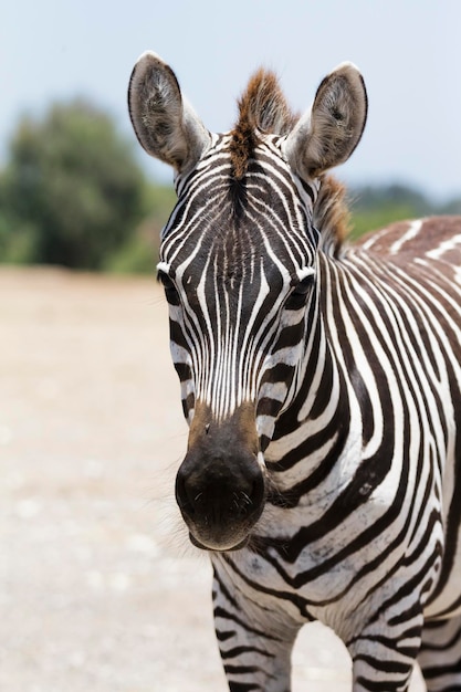 Portrait de zèbre sur la nature