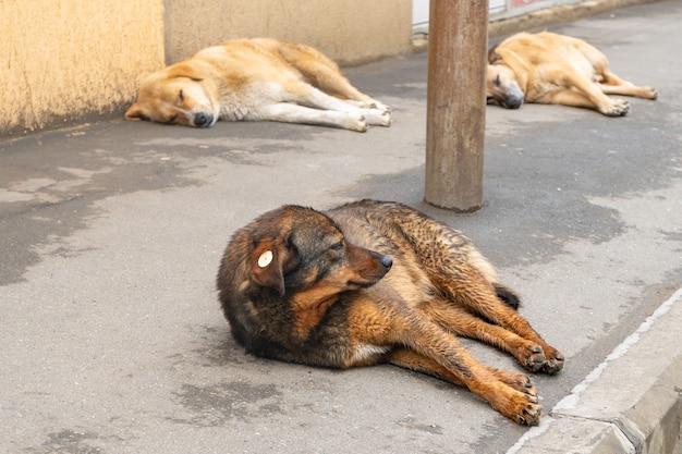 Portraits d'un chien sans-abri sur le sol de la voie de la ville