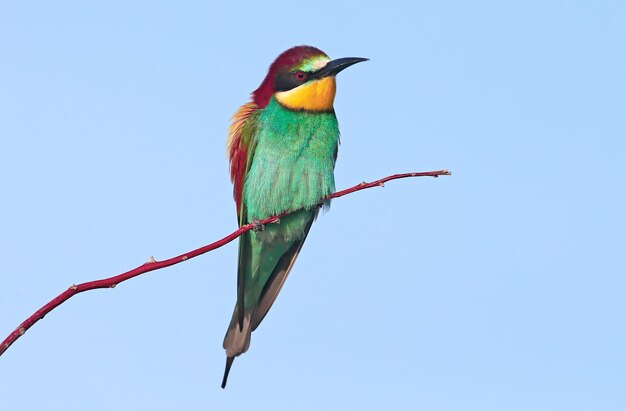 Portraits de couleurs vives et saturées de guêpiers européens