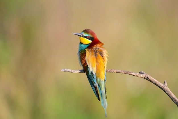 Portraits de couleurs vives et saturées de guêpiers européens