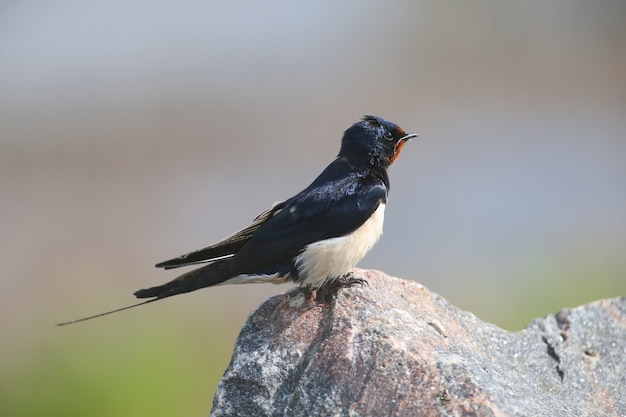 Portraits hirondelle rustique (Hirundo rustica) est assis sur une pierre.