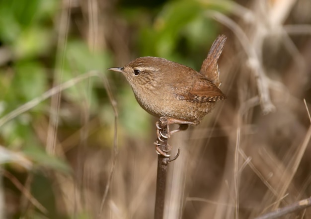 Portraits de troglodytes