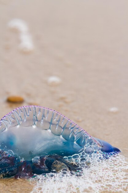 Portugais Man O War Jellyfish sur la plage de South Padre, TX.